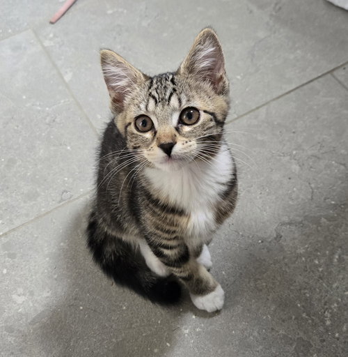 Sierra, a cat for adoption from The Alternative Humane Society of Whatcom County