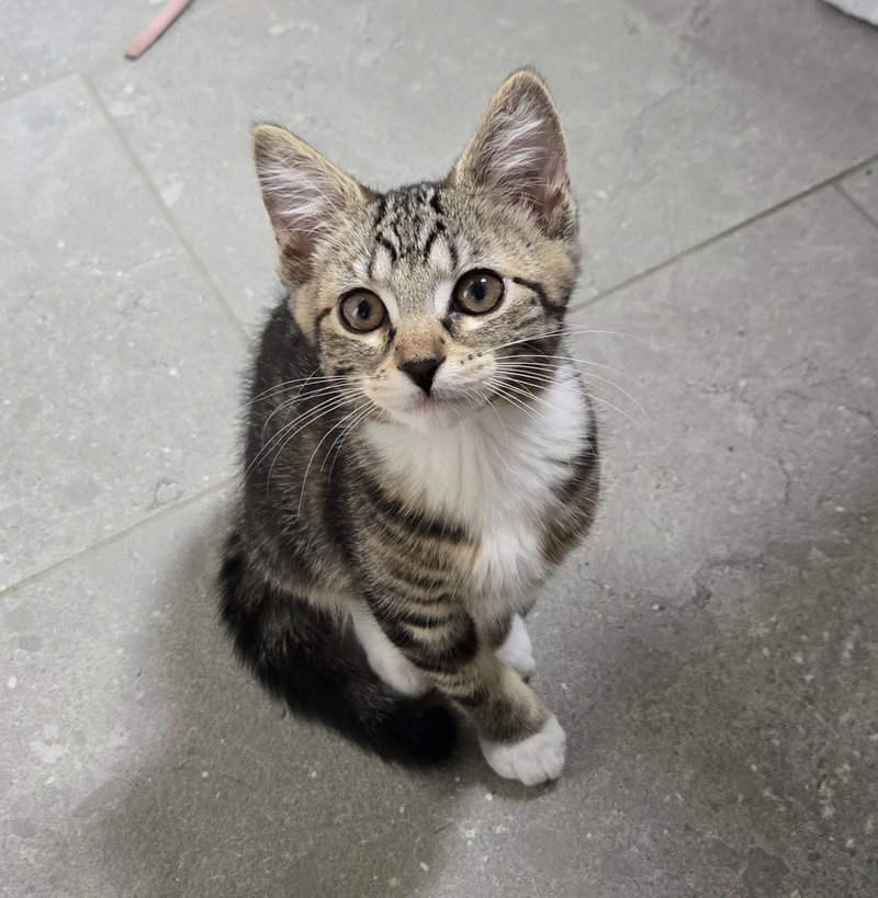 Sierra, a female kitten up for adoption