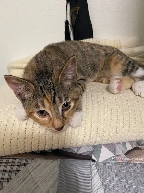 Blackfoot - Domestic Short Hair