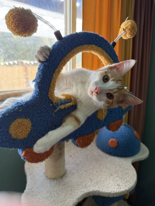 Little John, a cat for adoption from The Alternative Humane Society of Whatcom County