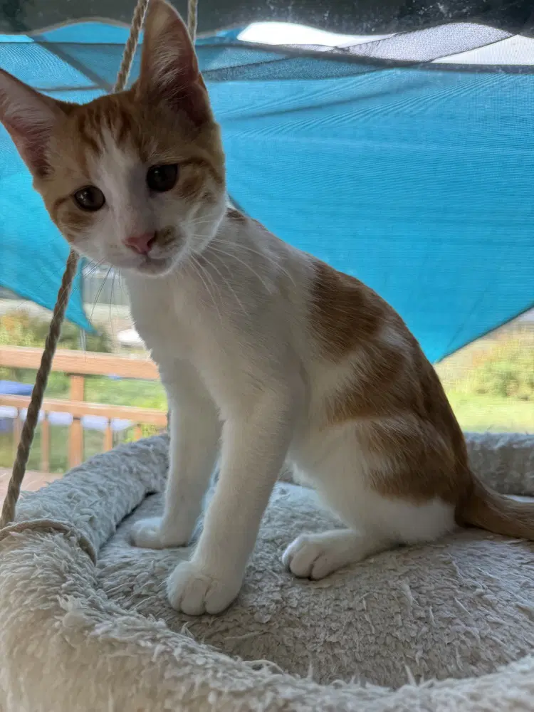 Skippy - Domestic Short Hair