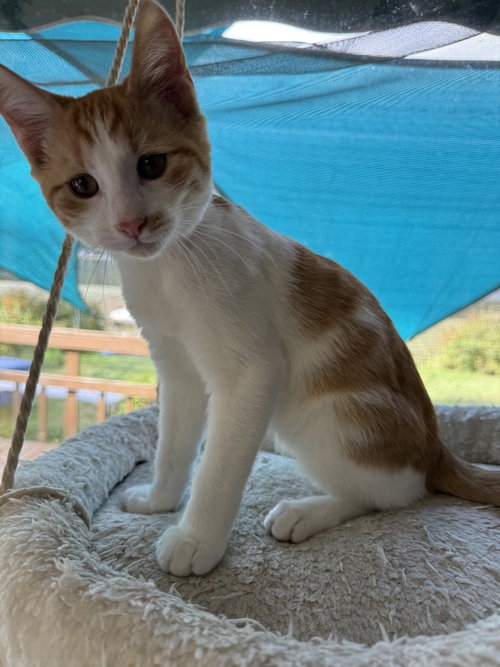 Skippy, a cat for adoption from The Alternative Humane Society of Whatcom County