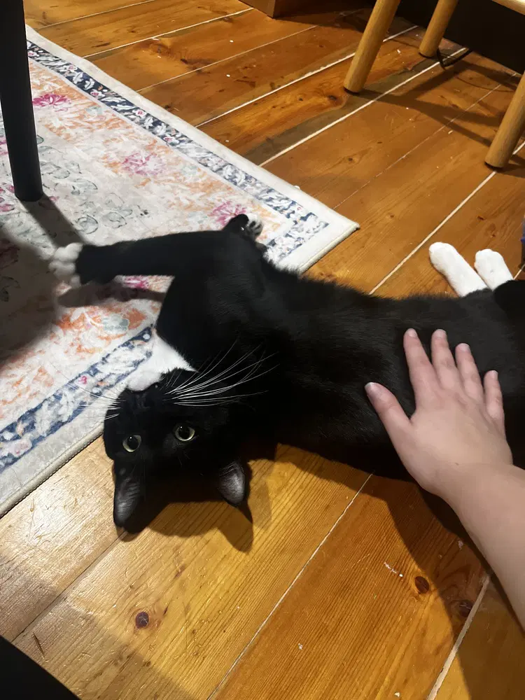 Jack - Domestic Short Hair