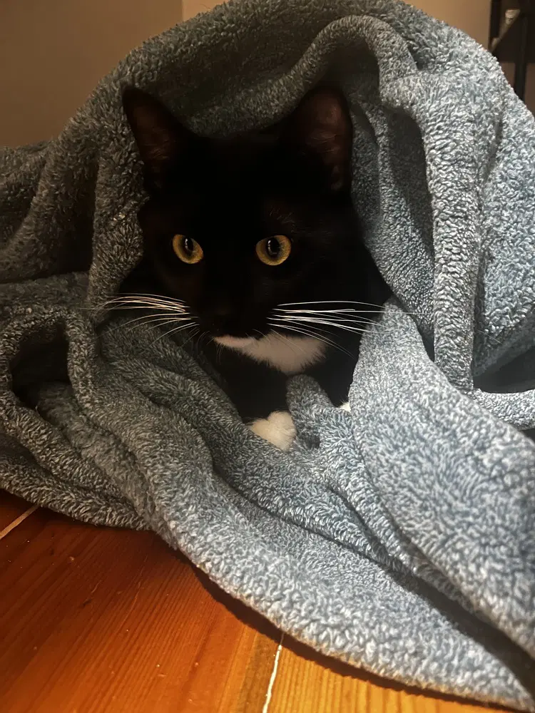 Jack image 4