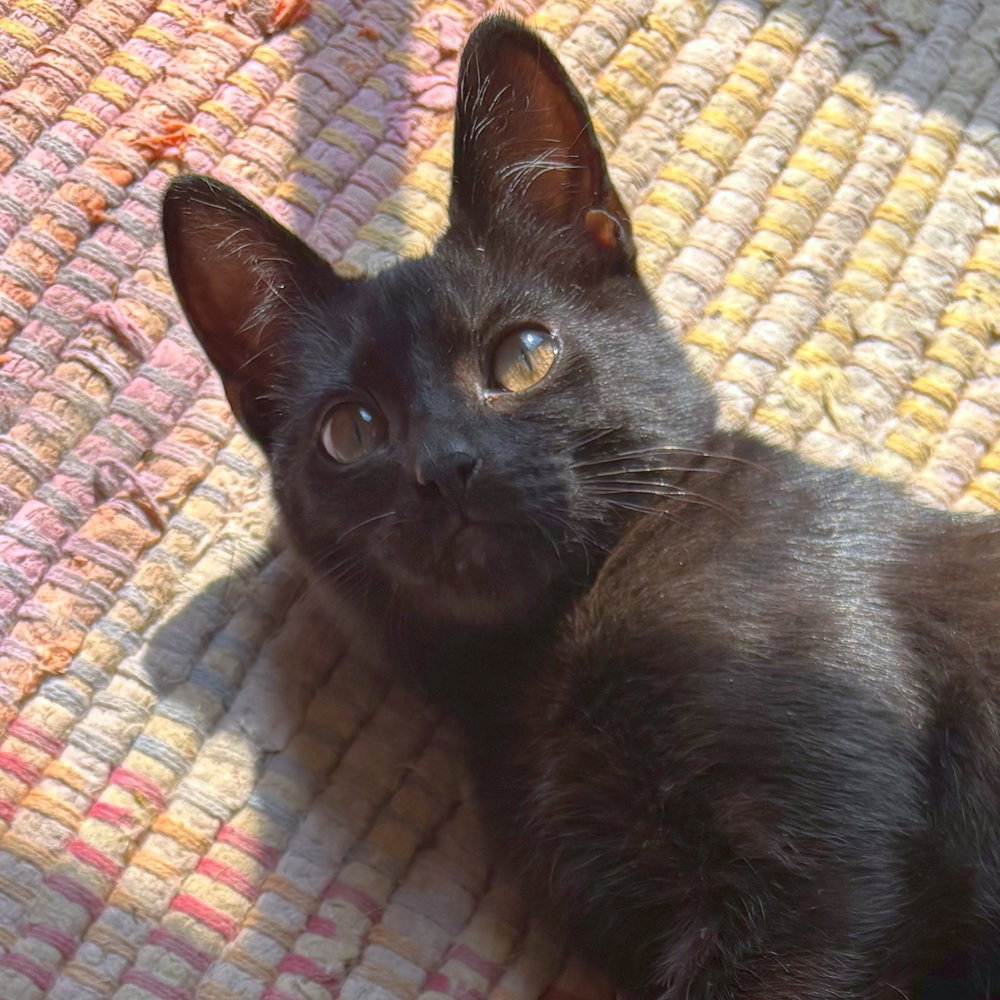 Jiji, Domestic Short Hair