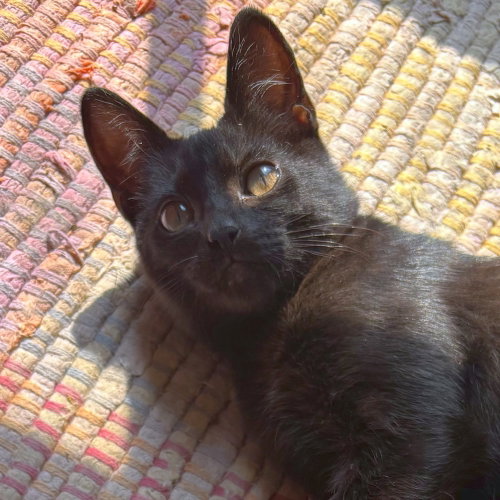 Jiji, a cat for adoption from The Alternative Humane Society of Whatcom County