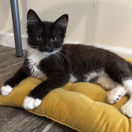 Bernie, a cat for adoption from The Alternative Humane Society of Whatcom County