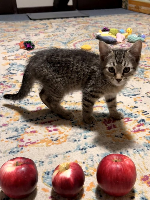 Cortland, a cat for adoption from The Alternative Humane Society of Whatcom County