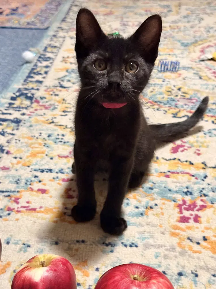 Gala - Domestic Short Hair