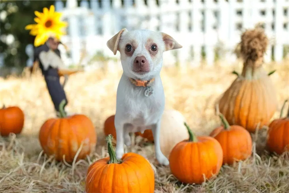Lorenzo - Chihuahua