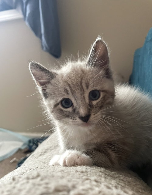 Snow, a cat for adoption from The Alternative Humane Society of Whatcom County