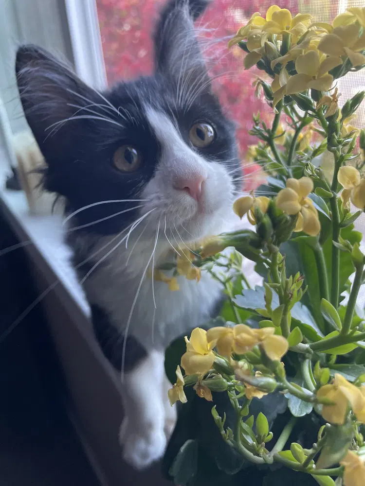 Stark - Domestic Long Hair