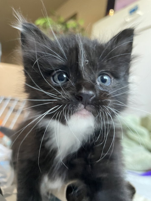 Jon, a cat for adoption from The Alternative Humane Society of Whatcom County