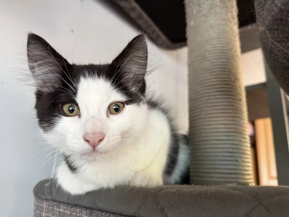 Bonbon - Domestic Medium Hair