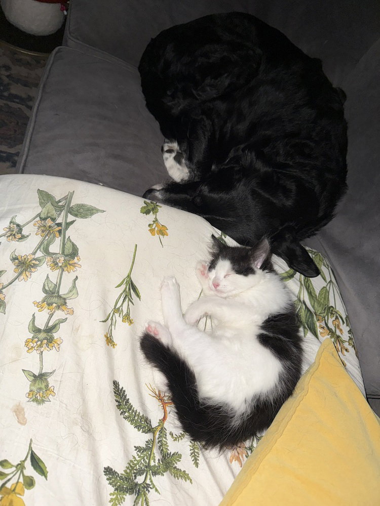 Bonbon, photo 3