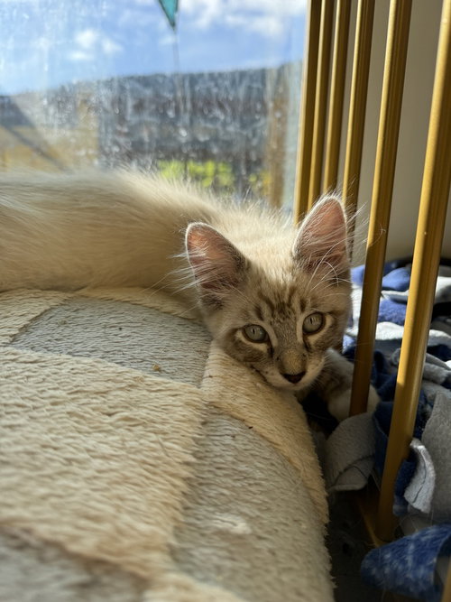 Cream Puff, a cat for adoption from The Alternative Humane Society of Whatcom County