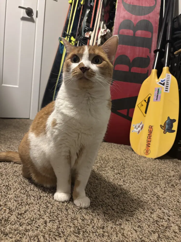 Jessie - Domestic Short Hair