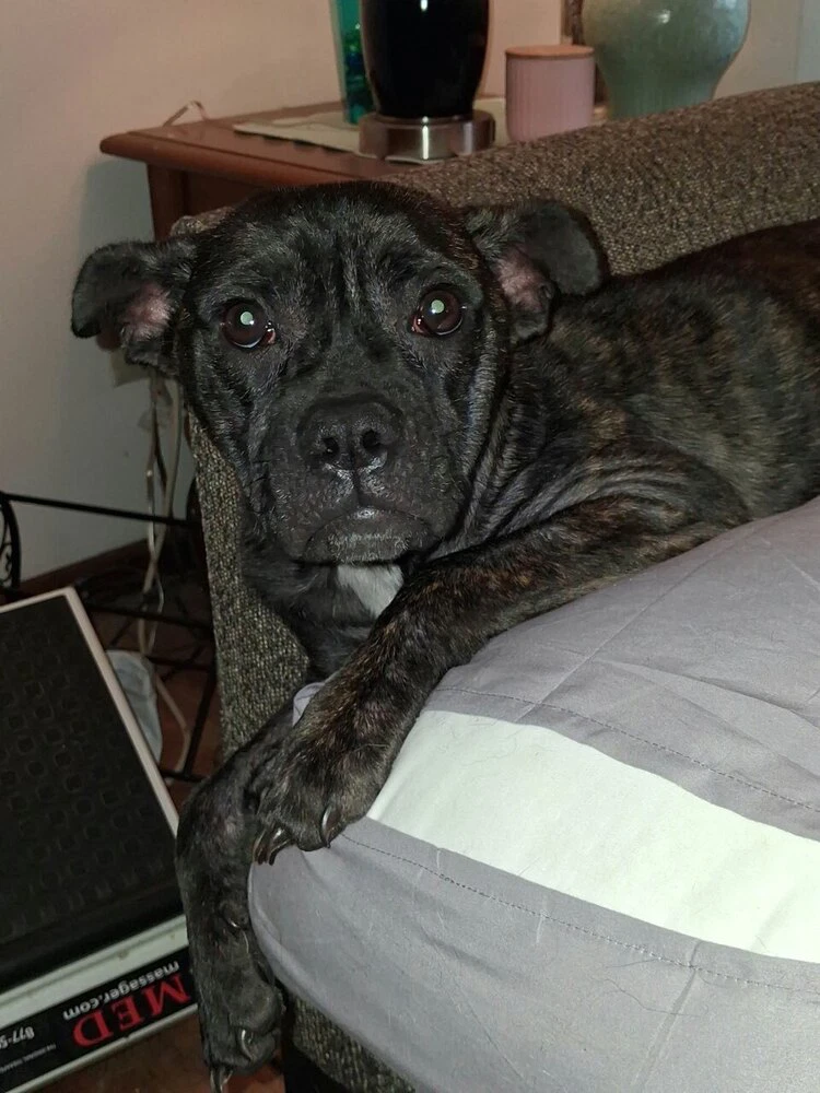 Bindi