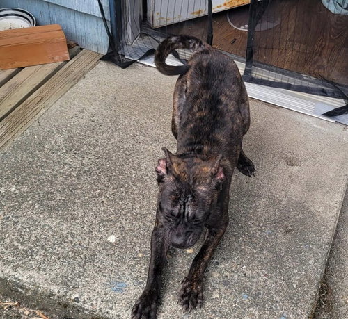 Photo 2 of Bindi