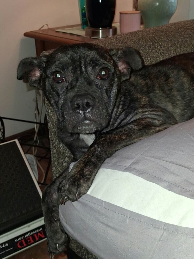 Bindi