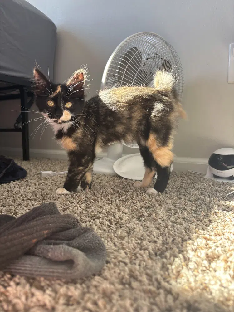 Squeegee - Domestic Short Hair