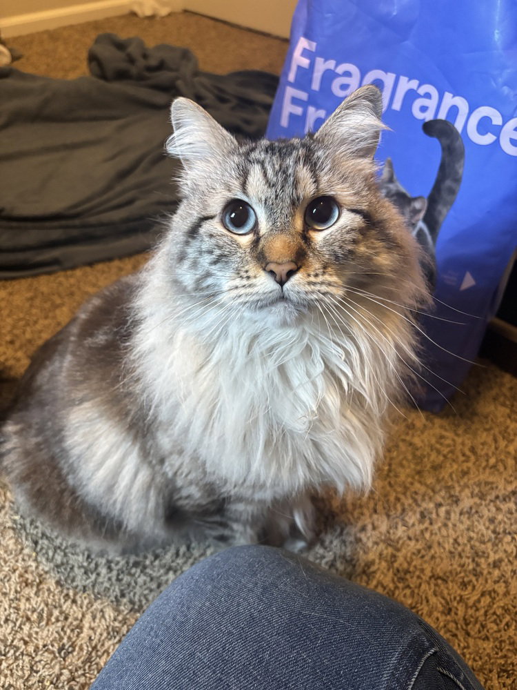 Bella Grace