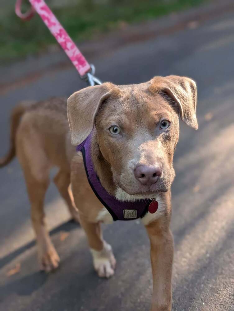 Biscuit
