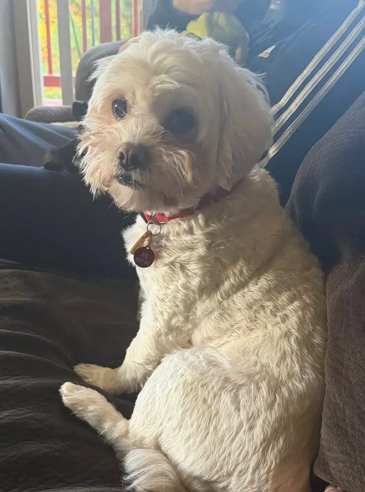 Momo - Poodle (Miniature)