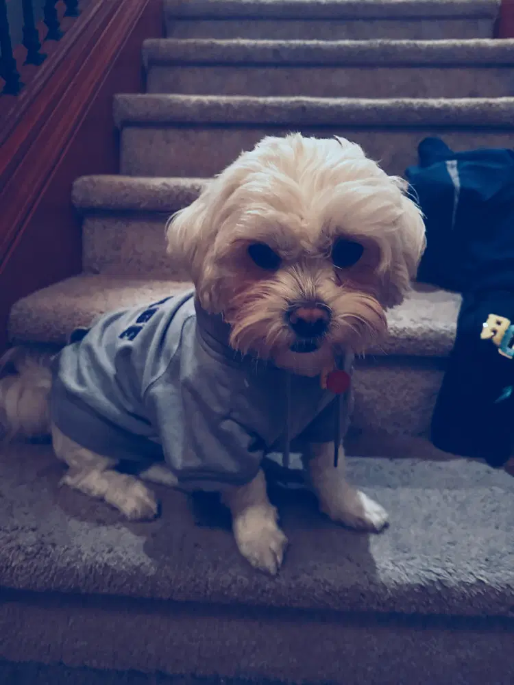 Momo image 2