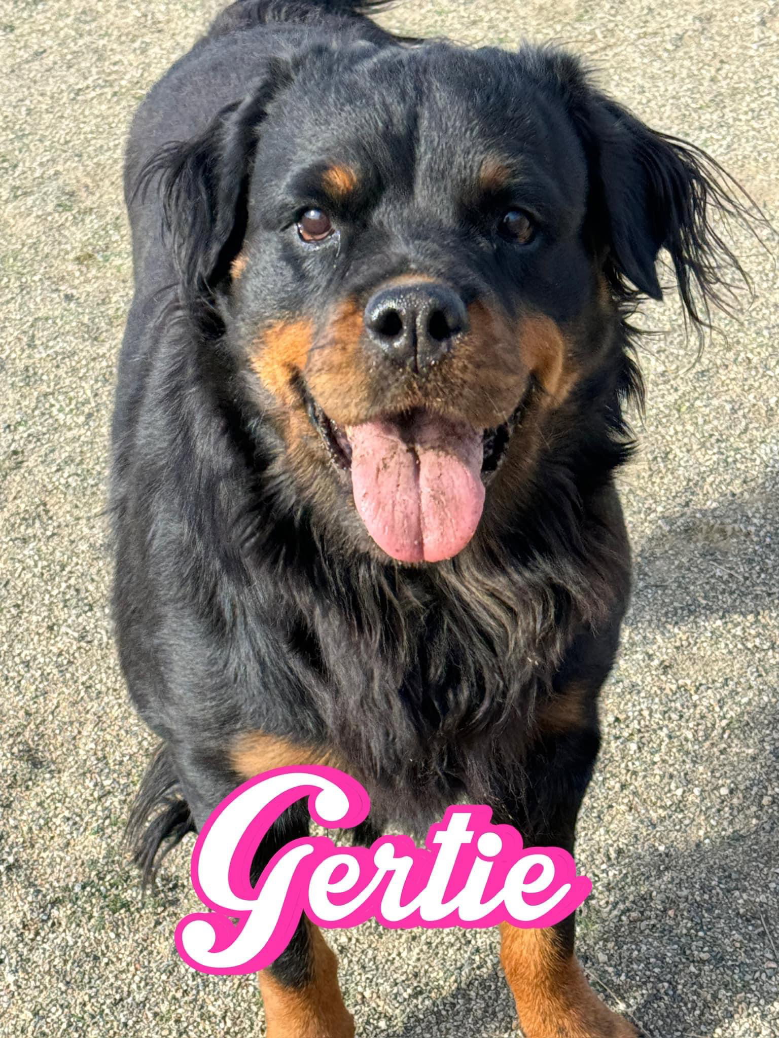 Dog adoption in Riverside, CA 92504 Rottweiler (long coat) Dog "GERTIE"