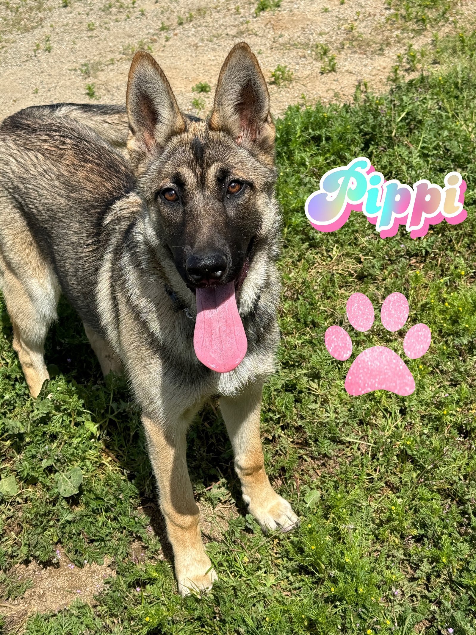 adoptable Dog in Riverside, CA named PIPPI