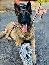 adoptable Dog in riverside, CA named XENA