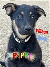 adoptable Dog in riverside, CA named WILSON