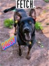 adoptable Dog in  named DAISY