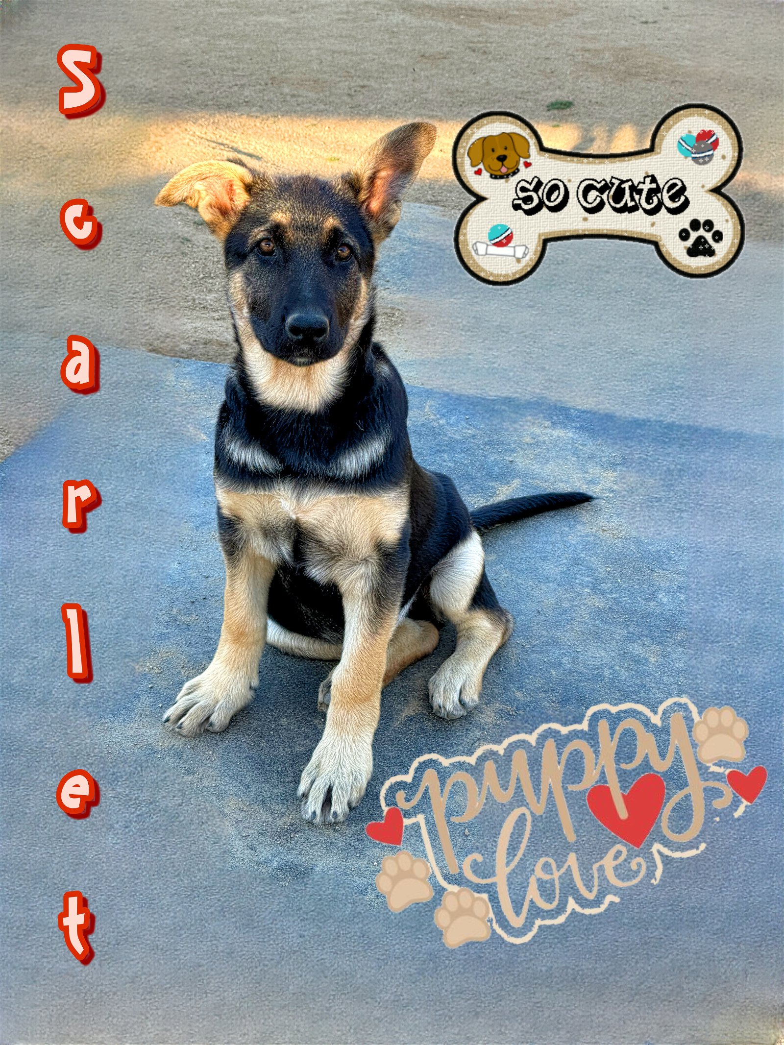 adoptable Dog in Riverside, CA named SCARLET