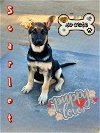 adoptable Dog in riverside, CA named SCARLET
