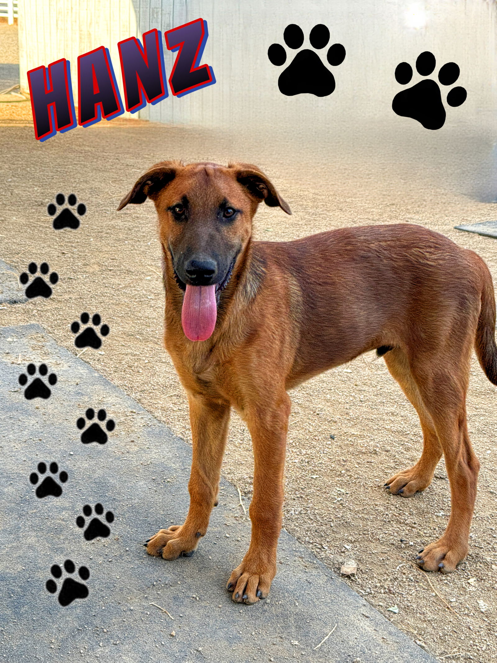 adoptable Dog in Riverside, CA named Hanz