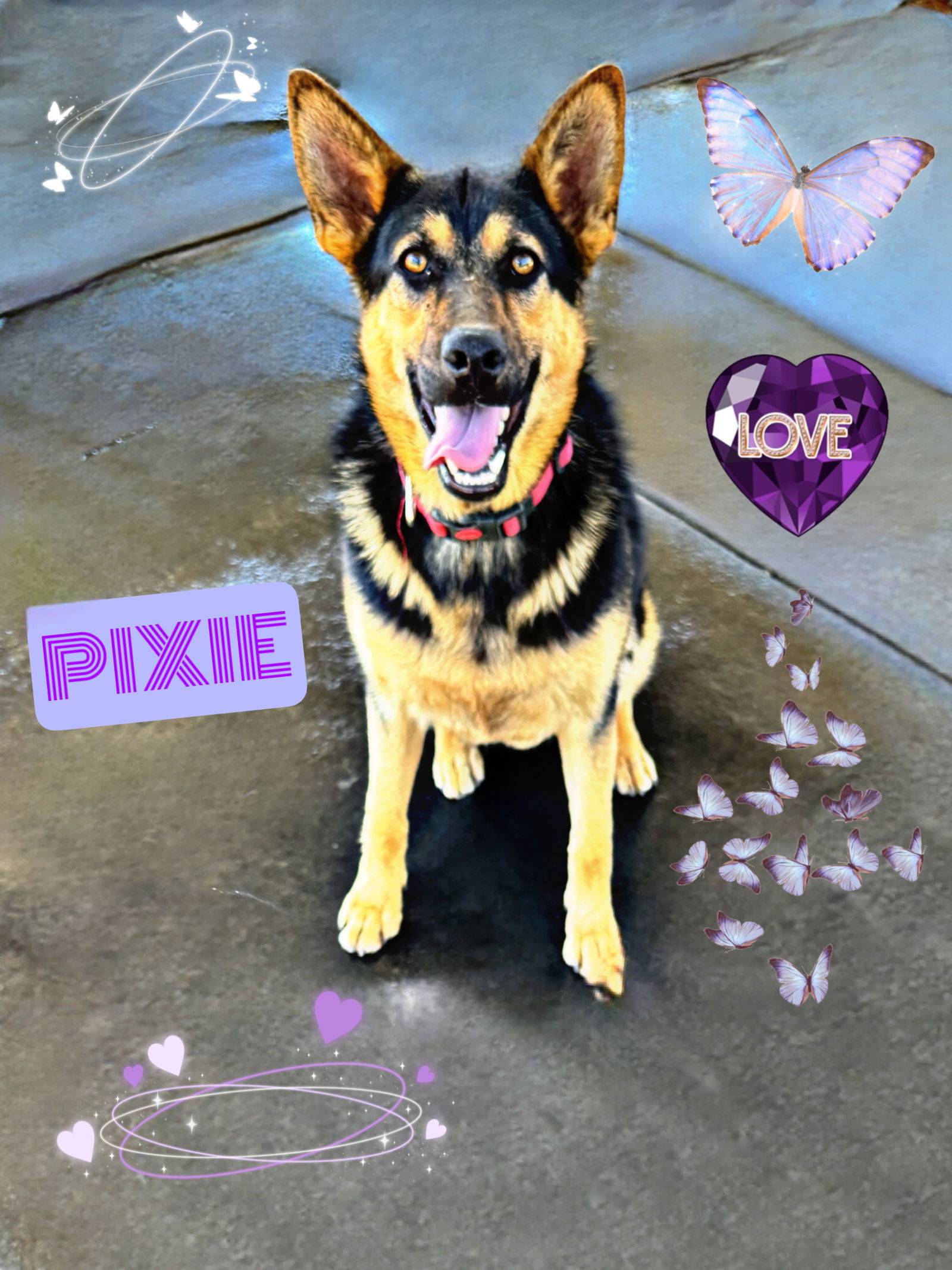 adoptable Dog in Riverside, CA named Pixie