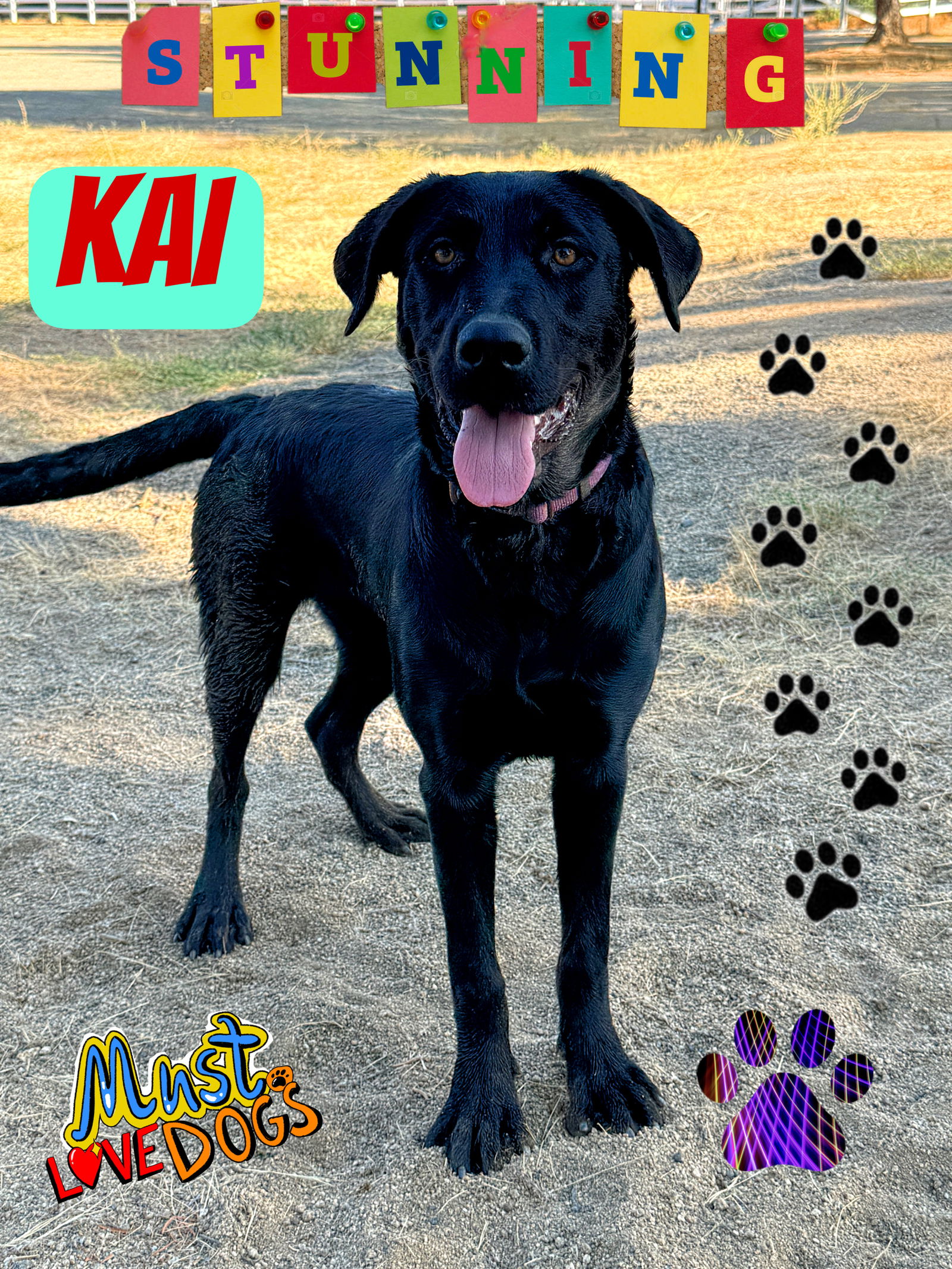 adoptable Dog in Riverside, CA named Kai