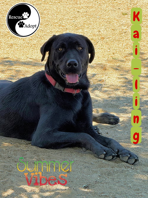 picture of the dog needing adoption