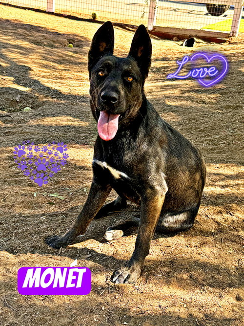 picture of the dog needing adoption