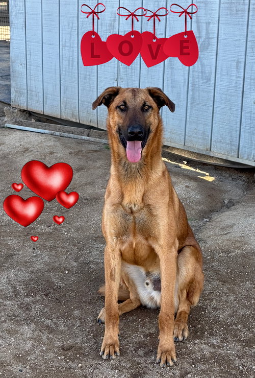 picture of the dog needing adoption