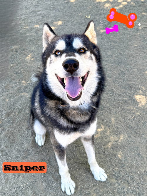 picture of the dog needing adoption