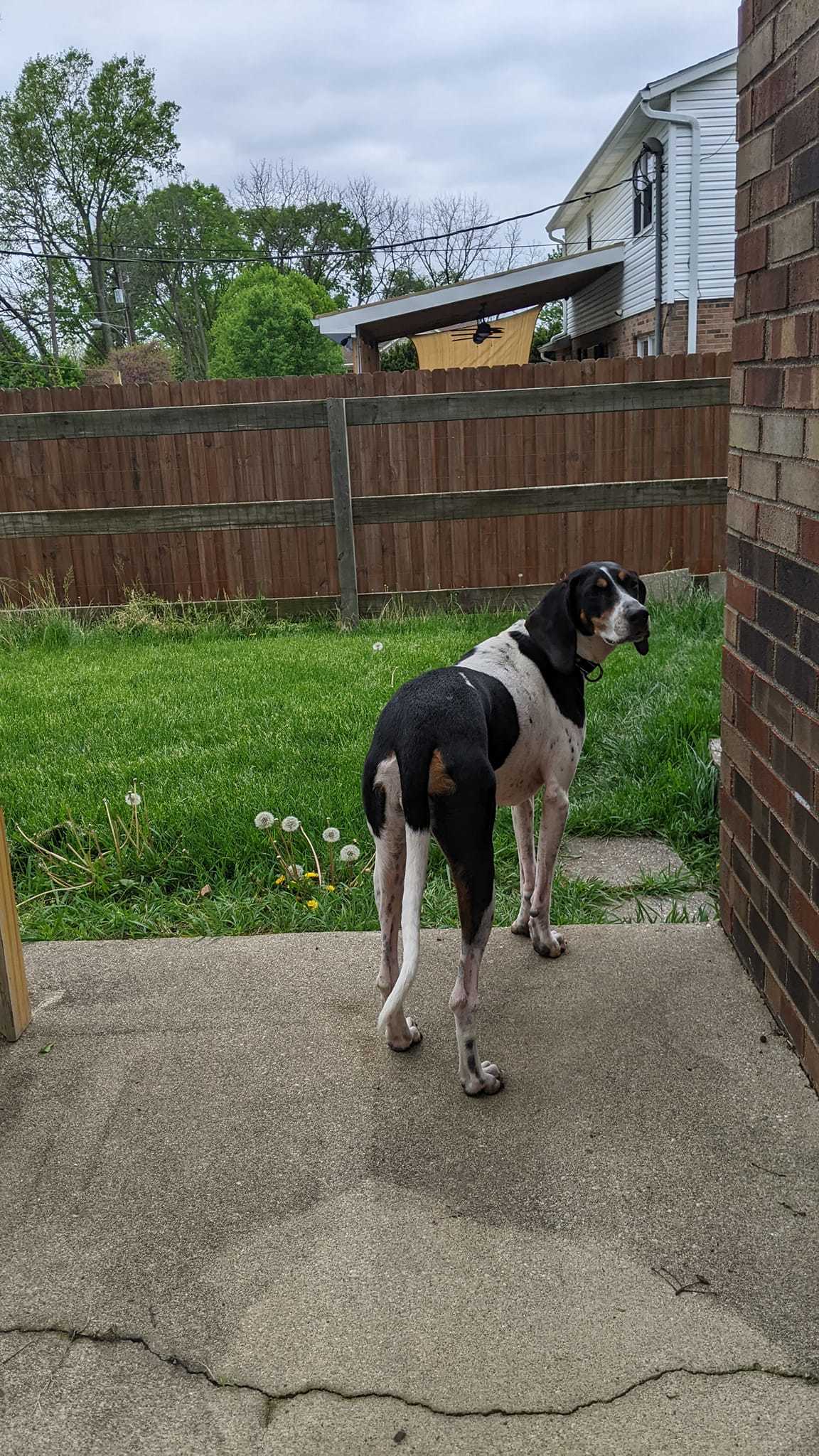 Dog For Adoption Pebbles A Treeing Walker Coonhound In Park Layne dog-for-adoption-pebbles-a-treeing-walker-coonhound-in-park-layne