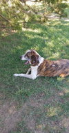 Stoney - Photo 7