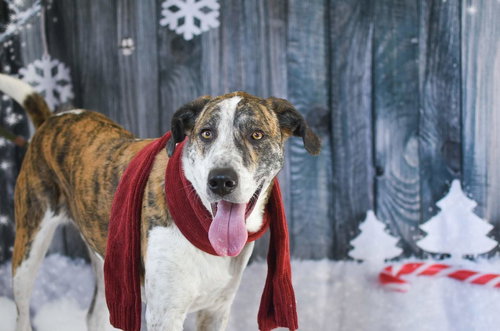 STONEY - Shepherd available for adoption