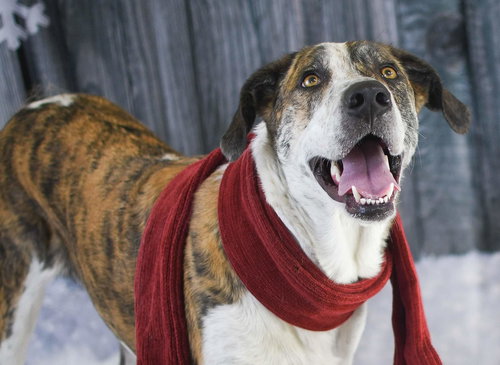 STONEY - Shepherd available for adoption