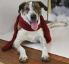 Stoney - Photo 4