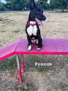 Possum - Photo 3