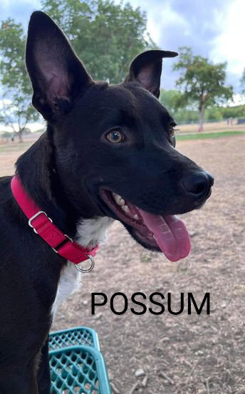 POSSUM - Border Collie available for adoption